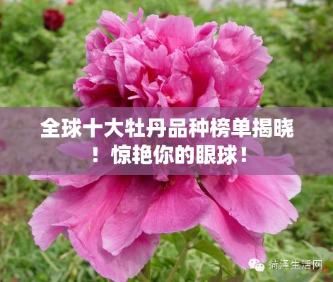 全球十大牡丹品种榜单揭晓！惊艳你的眼球！