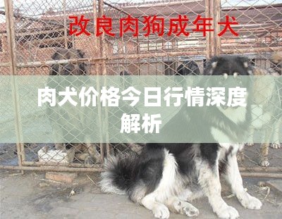 肉犬价格今日行情深度解析