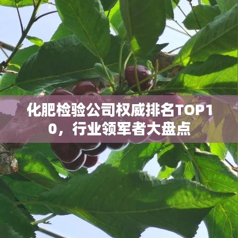 化肥检验公司权威排名TOP10,行业领军者大盘点